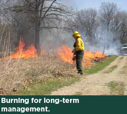 Burning for long-term management.